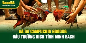 Đá Gà Campuchia Good88: Đấu Trường Kịch Tính Minh Bạch