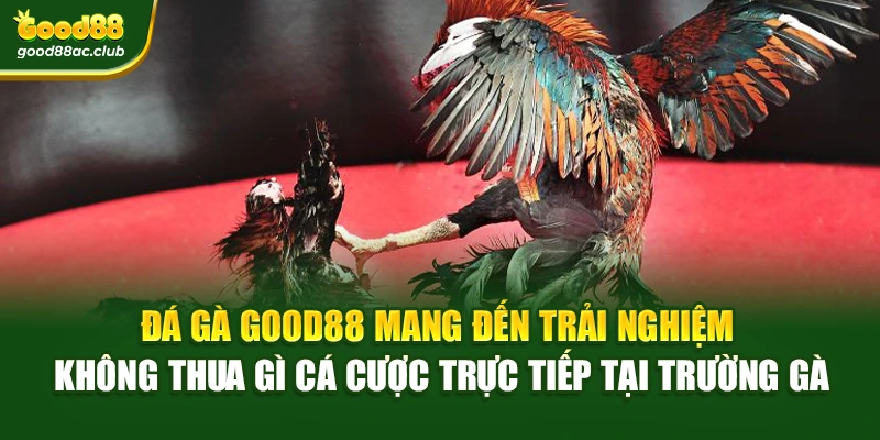 Đá gà Good88 mang đến trải nghiệm không thua gì cá cược trực tiếp tại trường gà