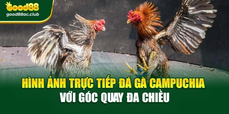 Hình ảnh trực tiếp đá gà Campuchia với góc quay đa chiều