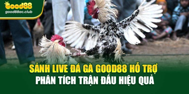 Sảnh Live đá gà Good88 hỗ trợ phân tích trận đấu hiệu quả