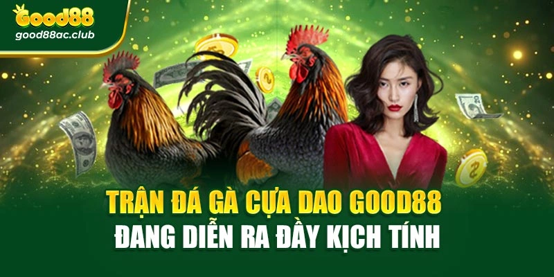 Trận đá gà cựa dao Good88 đang diễn ra đầy kịch tính