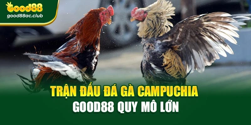 Trận đấu đá gà Campuchia Good88 quy mô lớn